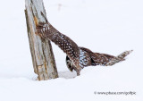 Northern Hawk Owl