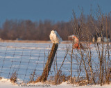 Snowy owls in Ottawa