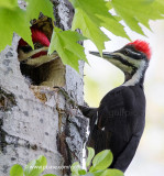 Pileated woodpeckers share nesting duties