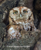 Red morph Eastern Screech Owl