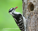 Downy Woodpecker and red berries