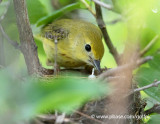Yellow Warbler at the nest