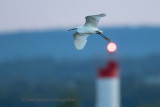 Little Egret at dawn