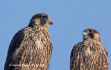 Peregrine falcon fledglings