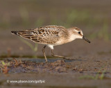 Semipalmated Sandpiper