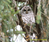Barred Owl (mobbed by several dozen crows)