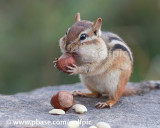 Chipmunks love hazelnuts