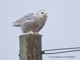 Snowy owl on the hunt in the rain