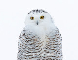 Snowy Owl - The eyes have it.