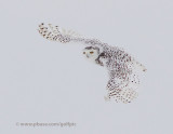 Snowy owl in flight