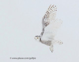Snowy owl in flight II