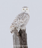 Snowy Owl in Ottawa