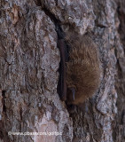 Little Brown Bat (added to Ontario MNR Endangered Species List in 2014)