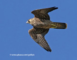 Peregrine Falcon (juvenile)