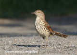 Brown Thrasher (On the Road Again)