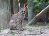 Canada Lynx (juvenile)