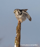 Northern Hawk Owl