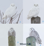 4 Snowy Owls in same area. 