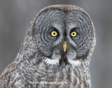 Great Gray Owl