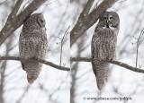 Oh what 2 crows flying by will do to a Great Gray Owl
