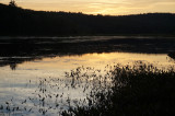 Evening silhouette