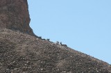 Desert Bighorn Ewes.jpg