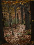Wampatuck trail