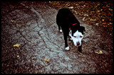 Redcollardog Bare Cove