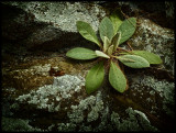 Green plant Fells