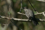 08359 - Grey Catbird