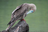 Red-footed Booby