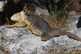 Galapagos Land Iguana