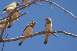 09457 - Zebra Finch - Taeniopygia guttata