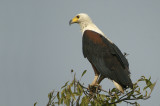 01127 - African Fish Eagle - Haliaeetus vocifer