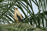 Palmnut Vulture