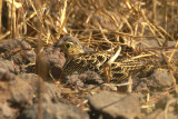 Four-banded Sandgrouse