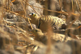 Four-banded Sandgrouse