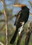 African Darter