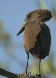 Hamerkop