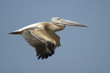 00864 - Pink-backed Pelican - Pelecanus rufescens