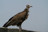 Hooded Vulture