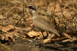 Bronze-winged Courser