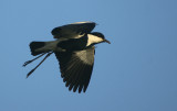 Spur-winged Plover