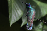 02862 - Sparkling Violetear - Colibri coruscans