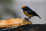 09822 - Orange-bellied Euphonia - Euphonia xanthogaster