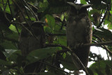 02471 - Crested Owl - Lophostrix cristata