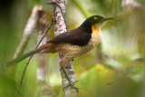 Black-capped Donacobius