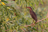 00810 - Black Bittern - Dupetor flavicollis