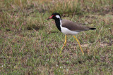 01481 - Red-wattled Lapwing - Vanellus indicus