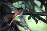 06551 - Asian Paradise-flycatcher - Terpsiphone paradisi
